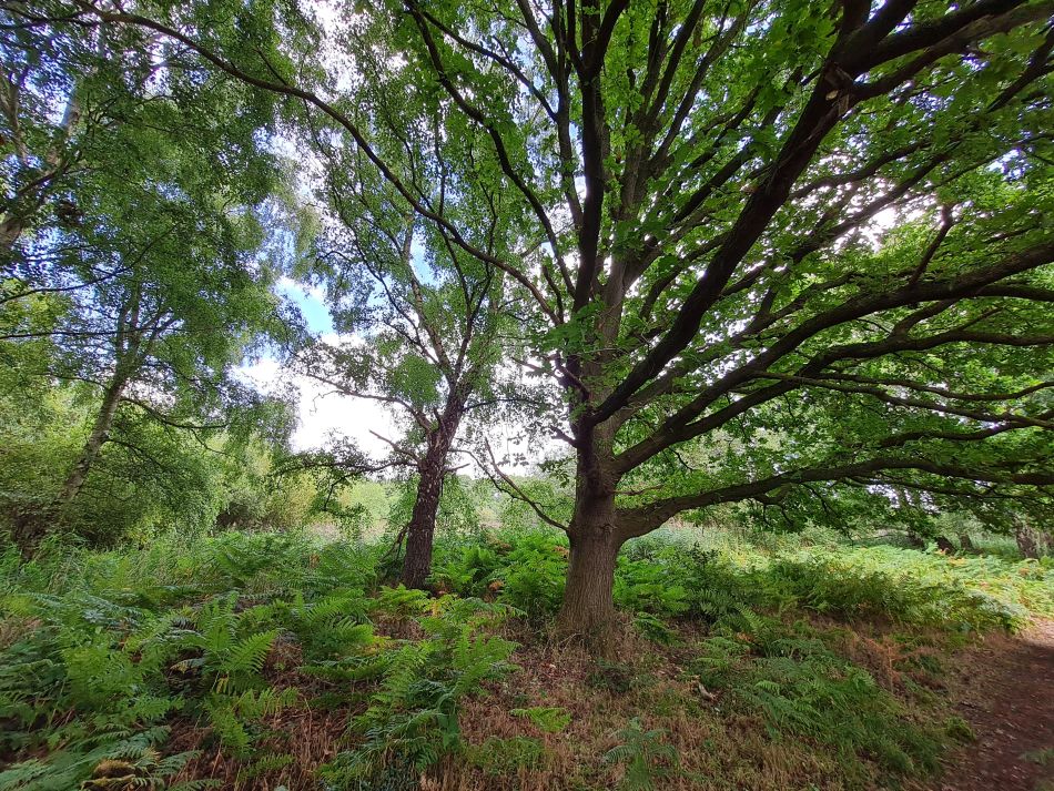 2023-08-28 07 Knodishall and Aldringham.jpg