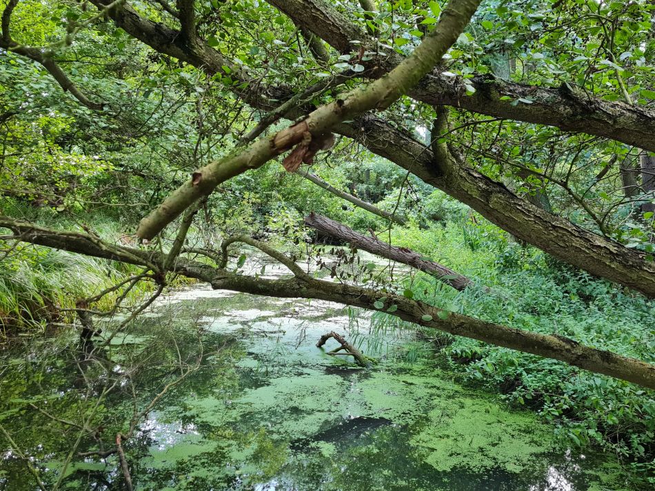 2023-08-28 10 Knodishall and Aldringham.jpg