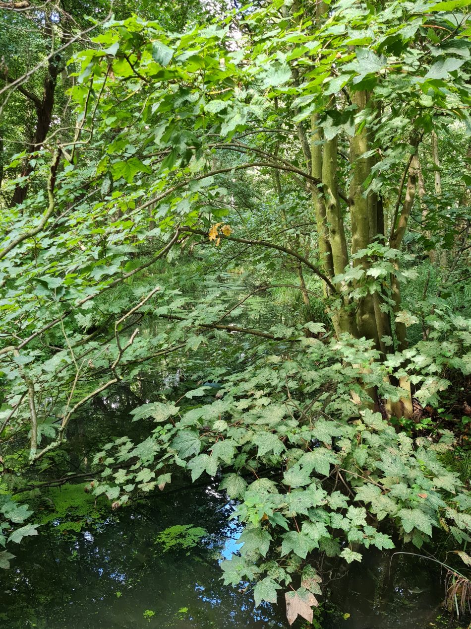 2023-08-28 12 Knodishall and Aldringham.jpg