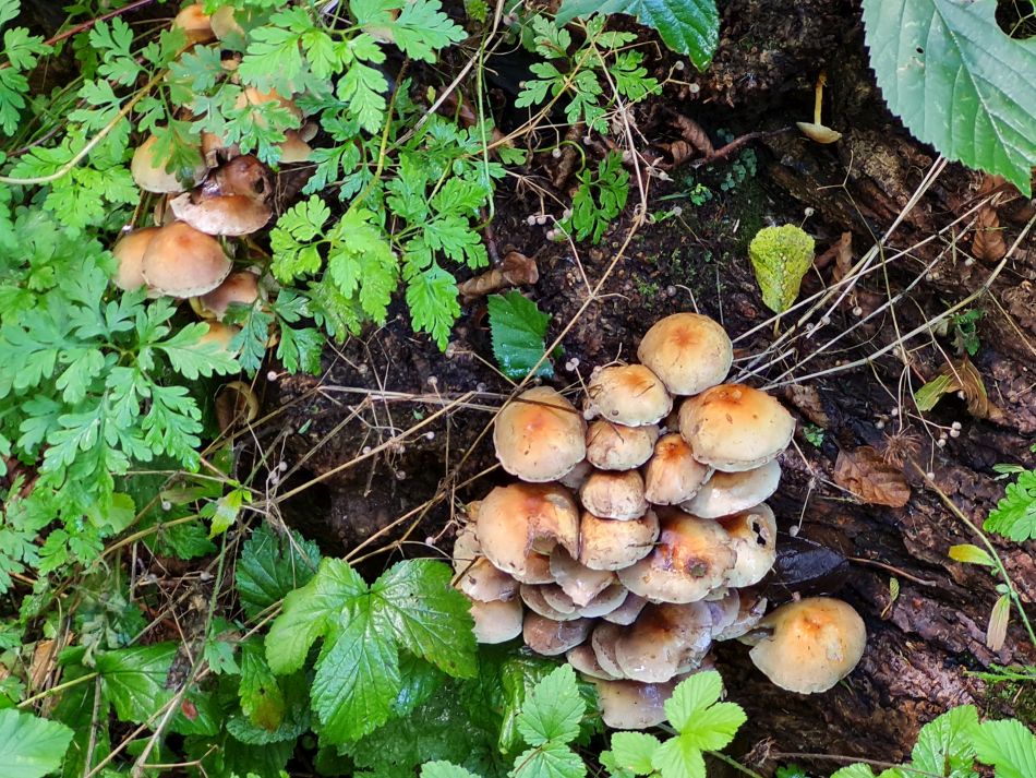 2023-08-28 13 Knodishall and Aldringham.jpg