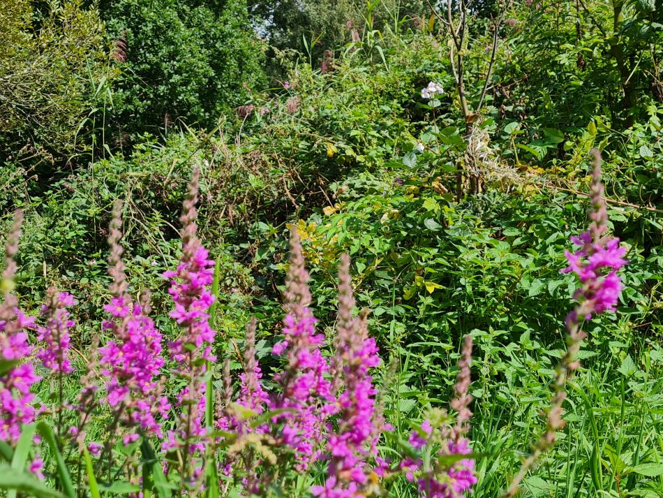 2023-08-28 14 Knodishall and Aldringham.jpg