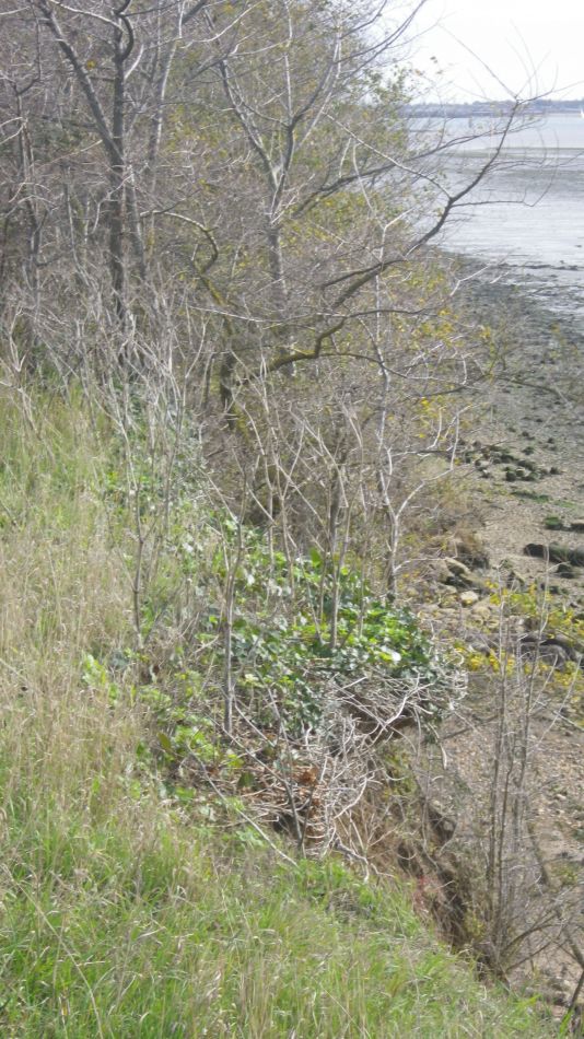 2020-09-04 08 Shotley.jpg