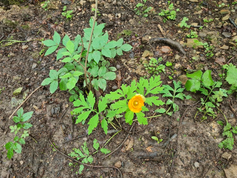 2021-07-07 07 Knypersley Reservoir.jpg