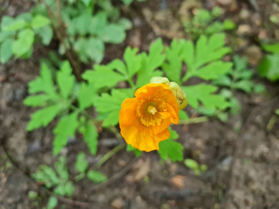 2021-07-07 08 Knypersley Reservoir.jpg