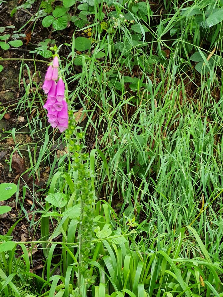 2021-07-07 13 Knypersley Reservoir.jpg