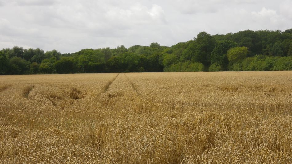 2017-07-27 06 Wensum Group visits Woodton.jpg