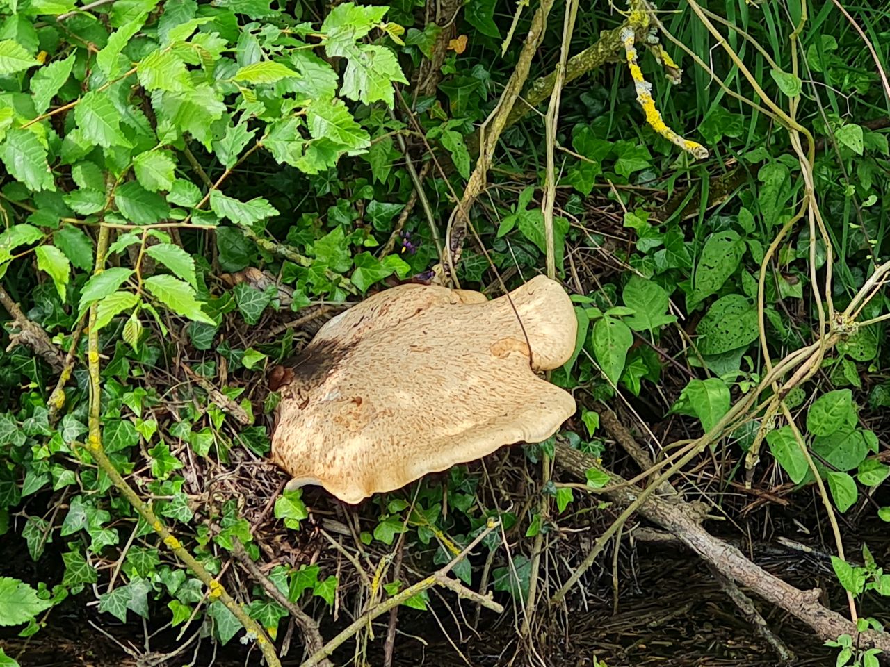 2024-06-05 07 Woodton and Bedingham.jpg