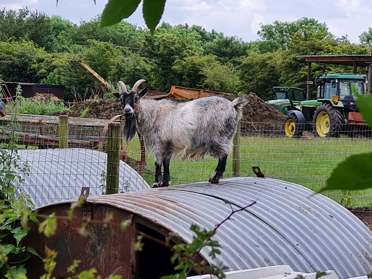 2024-06-05 08 Woodton and Bedingham.jpg