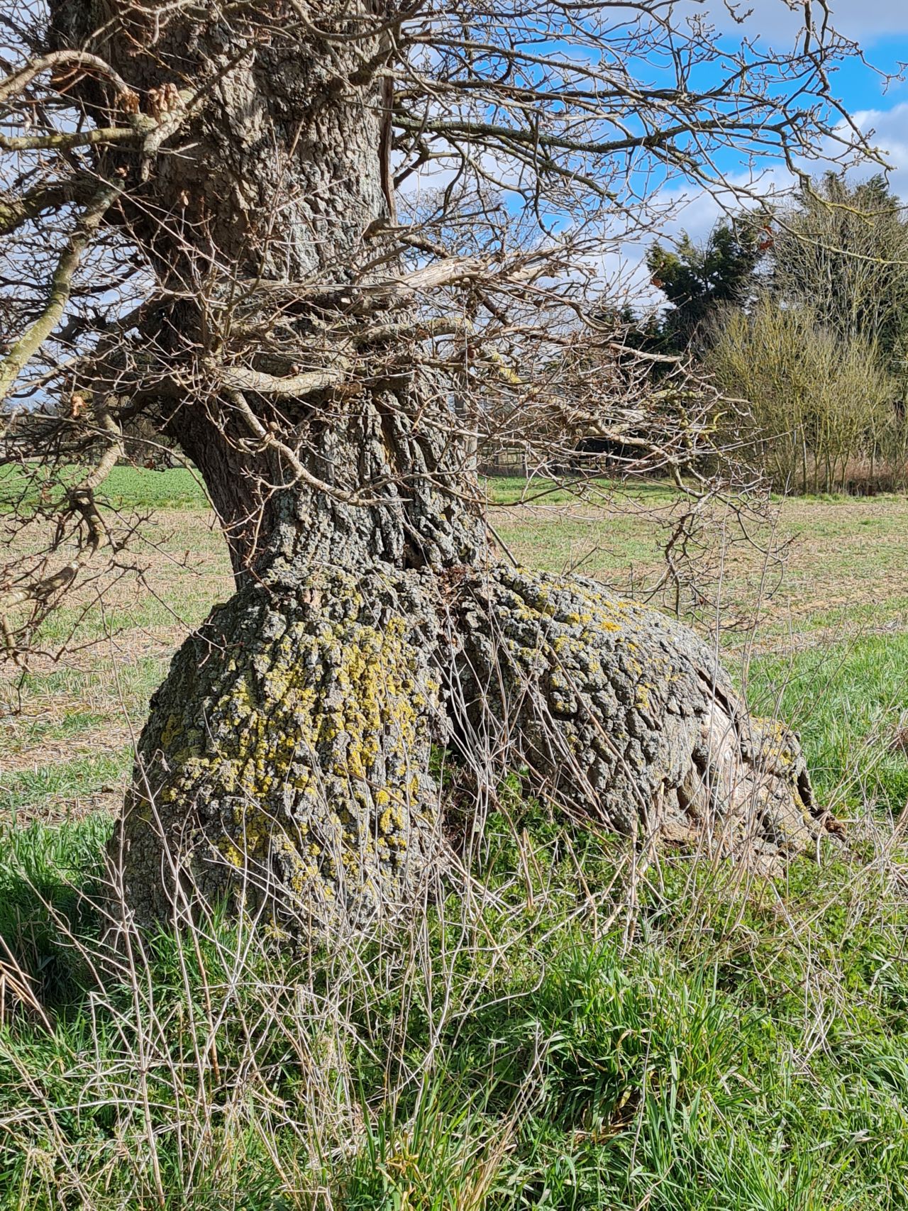 2025-03-15 01 Woodton and Kirstead Green.jpg