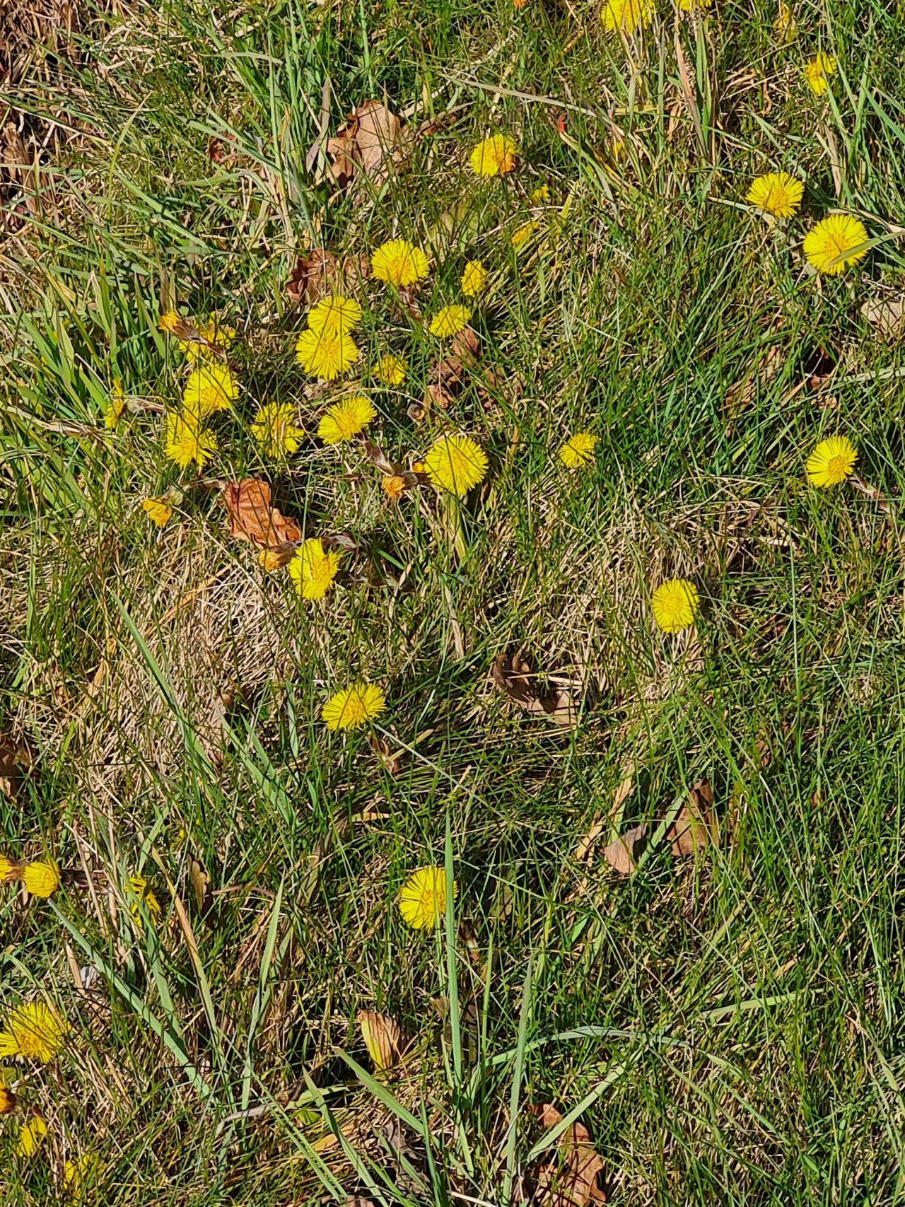 2025-03-20 01 Upgate Street and Woodton.jpg