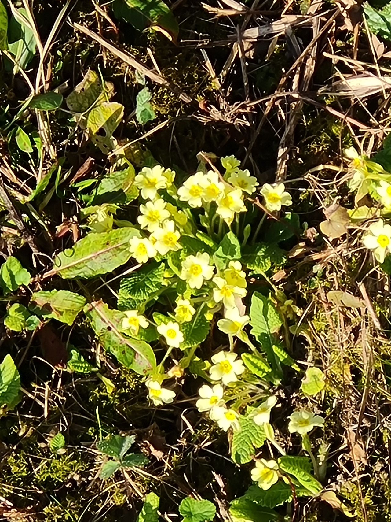 2025-03-20 02 Upgate Street and Woodton.jpg