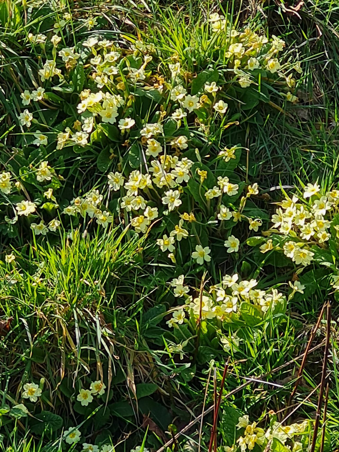 2025-03-20 03 Upgate Street and Woodton.jpg