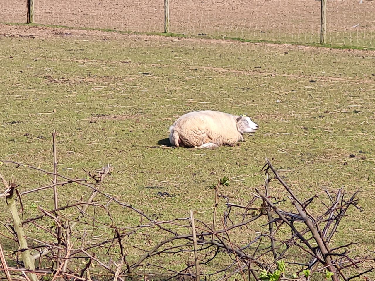 2025-03-20 04 Upgate Street and Woodton.jpg