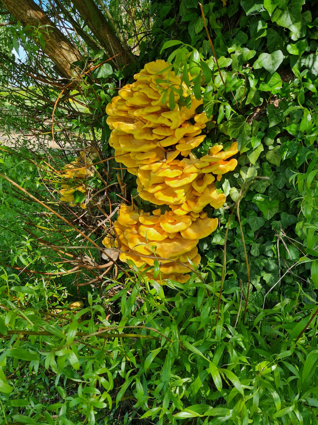 2025-04-30 04 Woodton.jpg