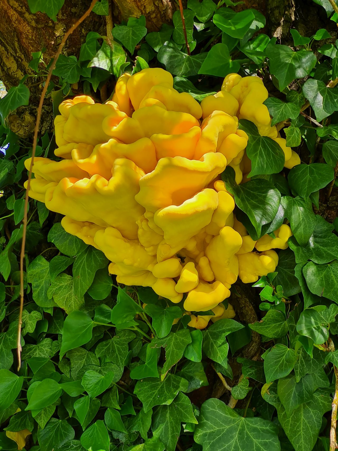 2025-04-30 05 Woodton.jpg