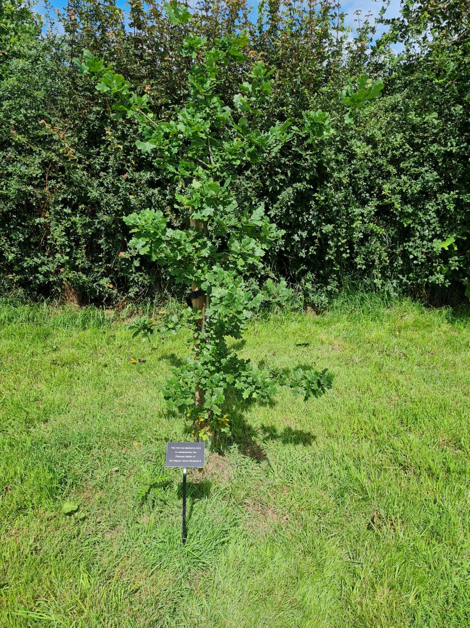 2023-08-06 13 Somerleyton and Lound.jpg