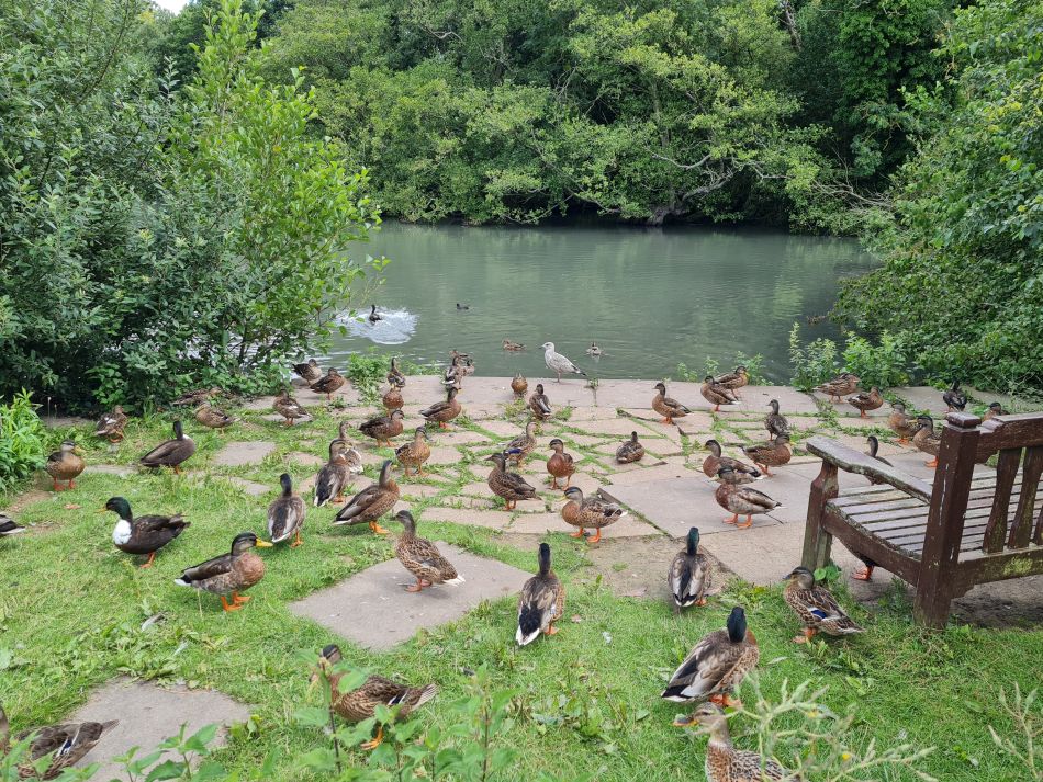 2023-08-06 15 Somerleyton and Lound.jpg