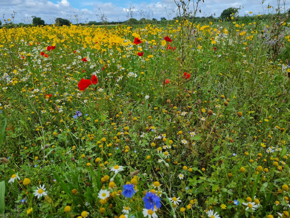 2023-08-06 16 Somerleyton and Lound.jpg