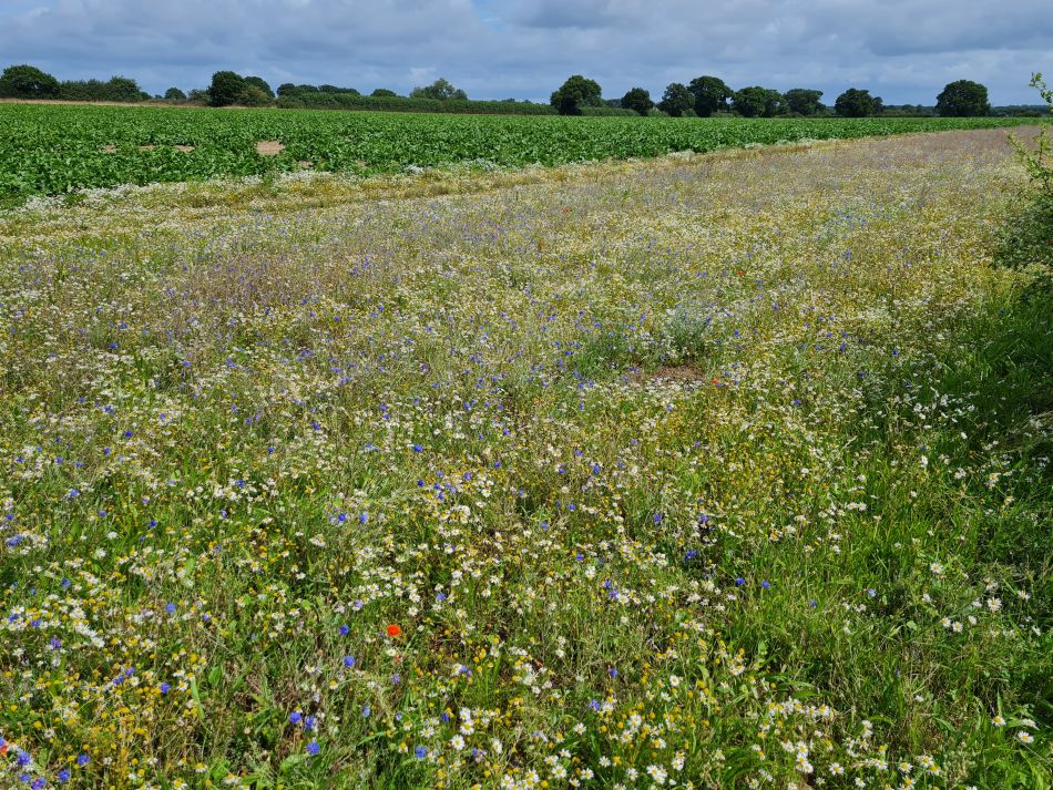 2023-08-06 17 Somerleyton and Lound.jpg