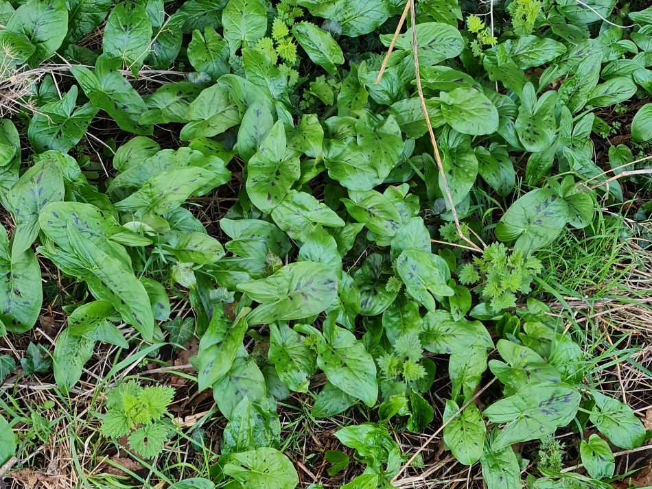 2024-02-25 08 Somerleyton and Lound.jpg