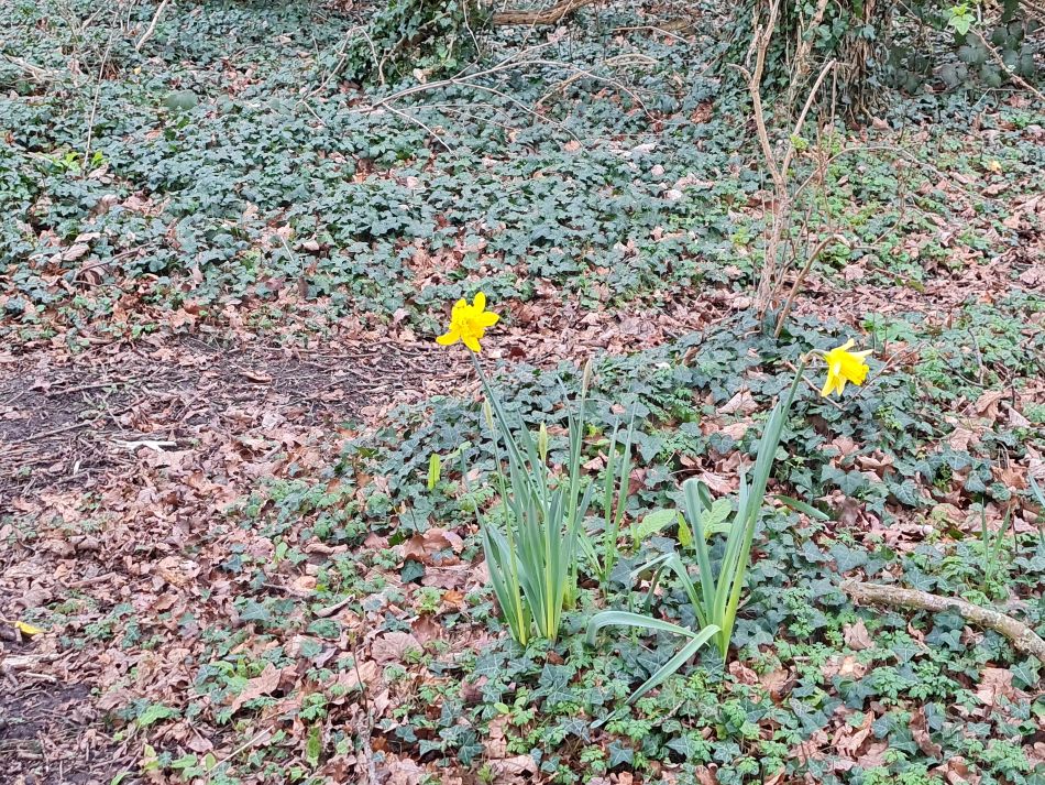 2024-02-25 09 Somerleyton and Lound.jpg