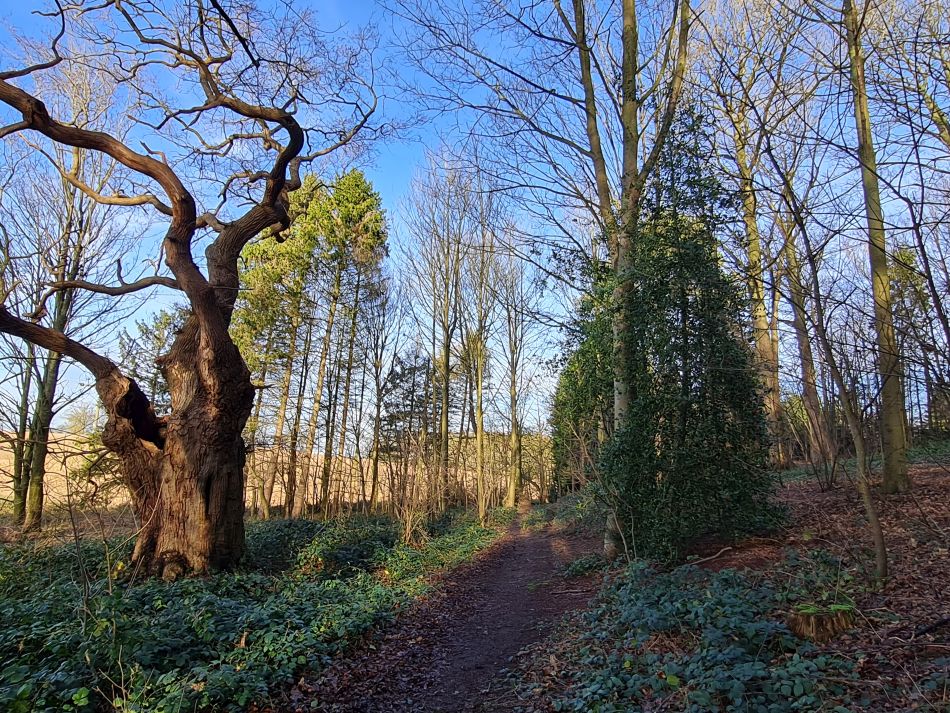 2024-01-04 10 Honingham.jpg