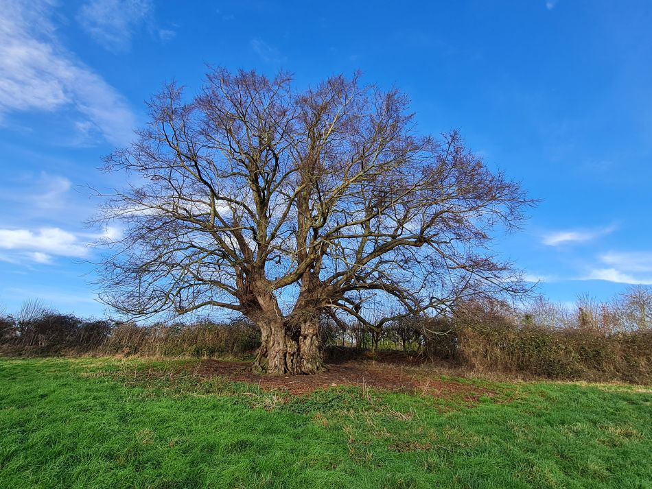 2024-01-04 23 Honingham.jpg