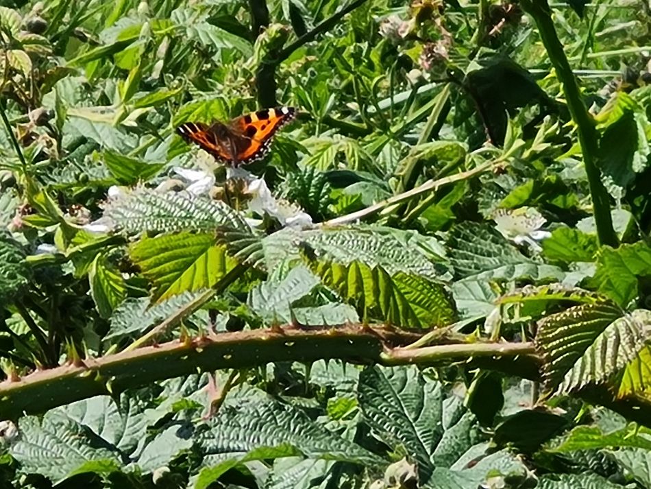 2022-06-15 05 Haddiscoe.jpg