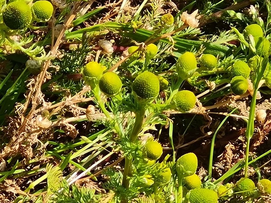 2022-06-15 06 Haddiscoe.jpg