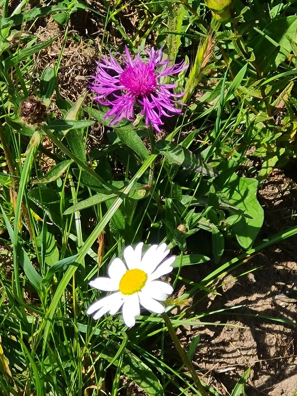 2022-06-15 07 Haddiscoe.jpg