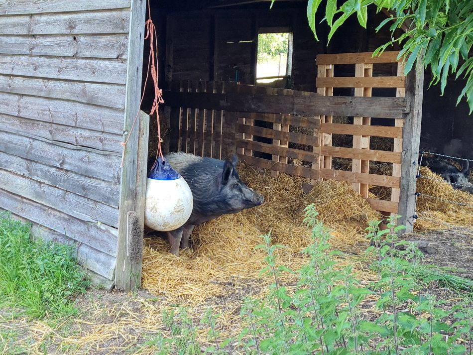 2022-06-15 11 Haddiscoe.jpg