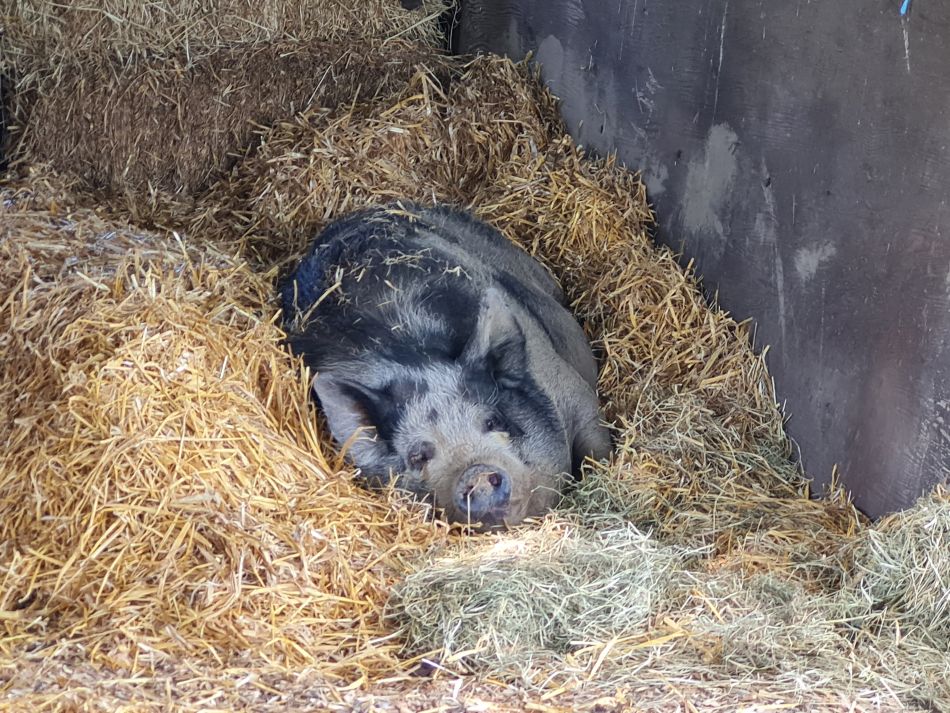 2022-06-15 12 Haddiscoe.jpg