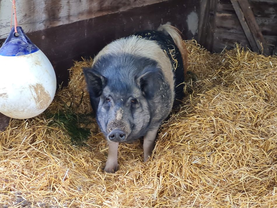 2022-06-15 13 Haddiscoe.jpg