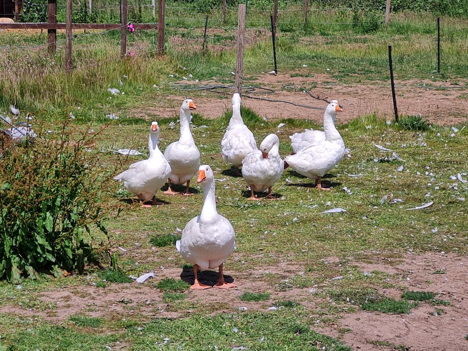 2022-06-15 14 Haddiscoe.jpg