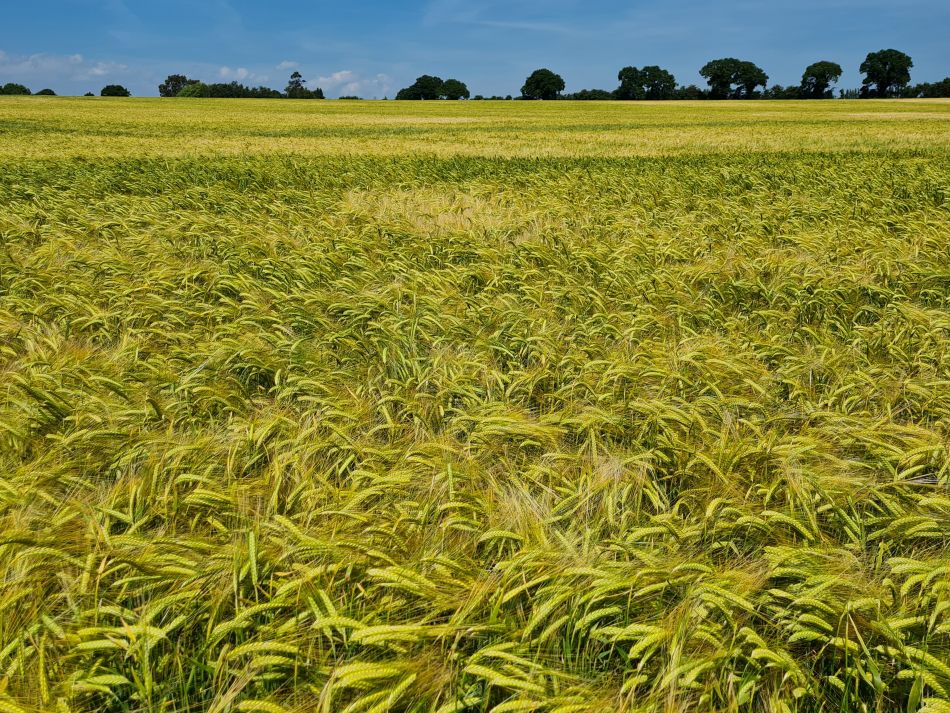 2022-06-15 15 Haddiscoe.jpg