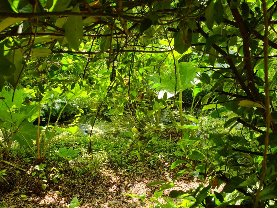 2022-06-15 16 Haddiscoe.jpg