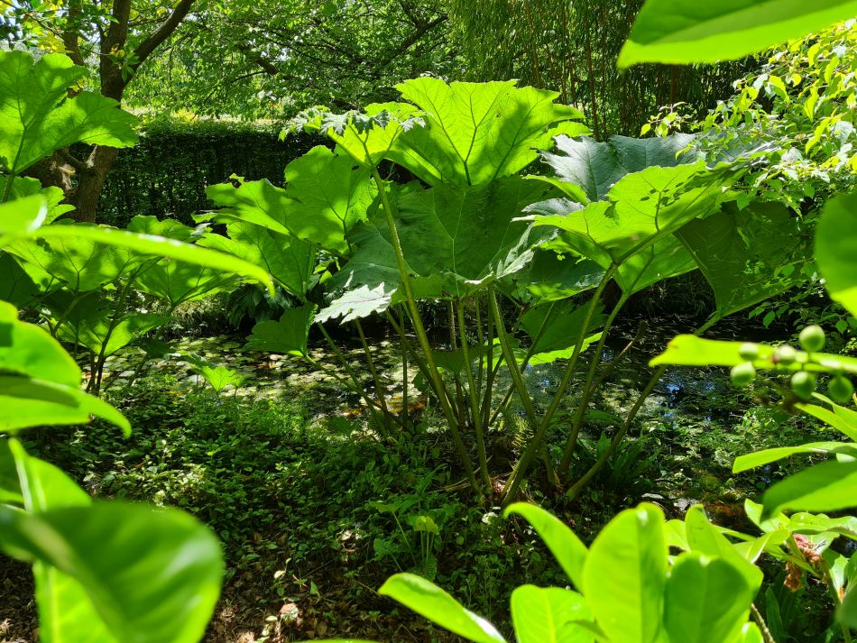 2022-06-15 17 Haddiscoe.jpg