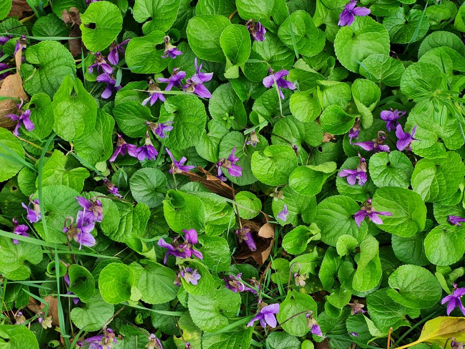 2024-03-13 07 Haddiscoe.jpg