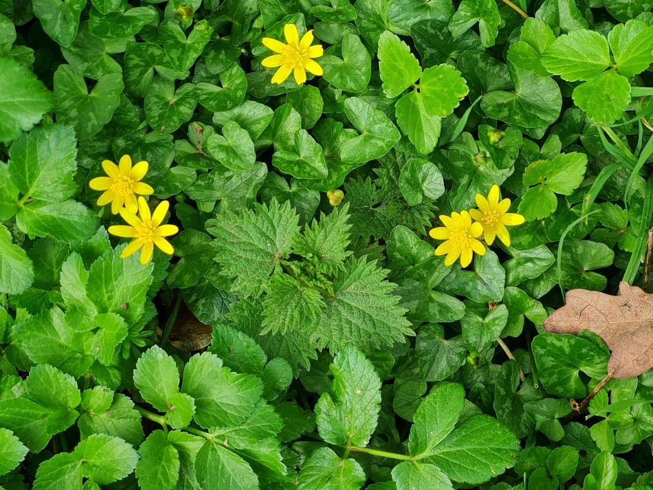 2024-03-13 08 Haddiscoe.jpg