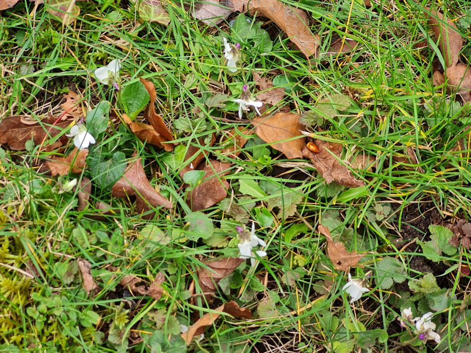 2024-03-13 10 Haddiscoe.jpg