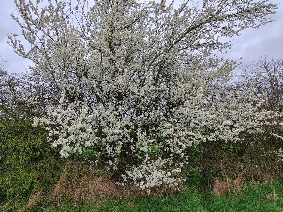 2024-03-13 13 Haddiscoe.jpg