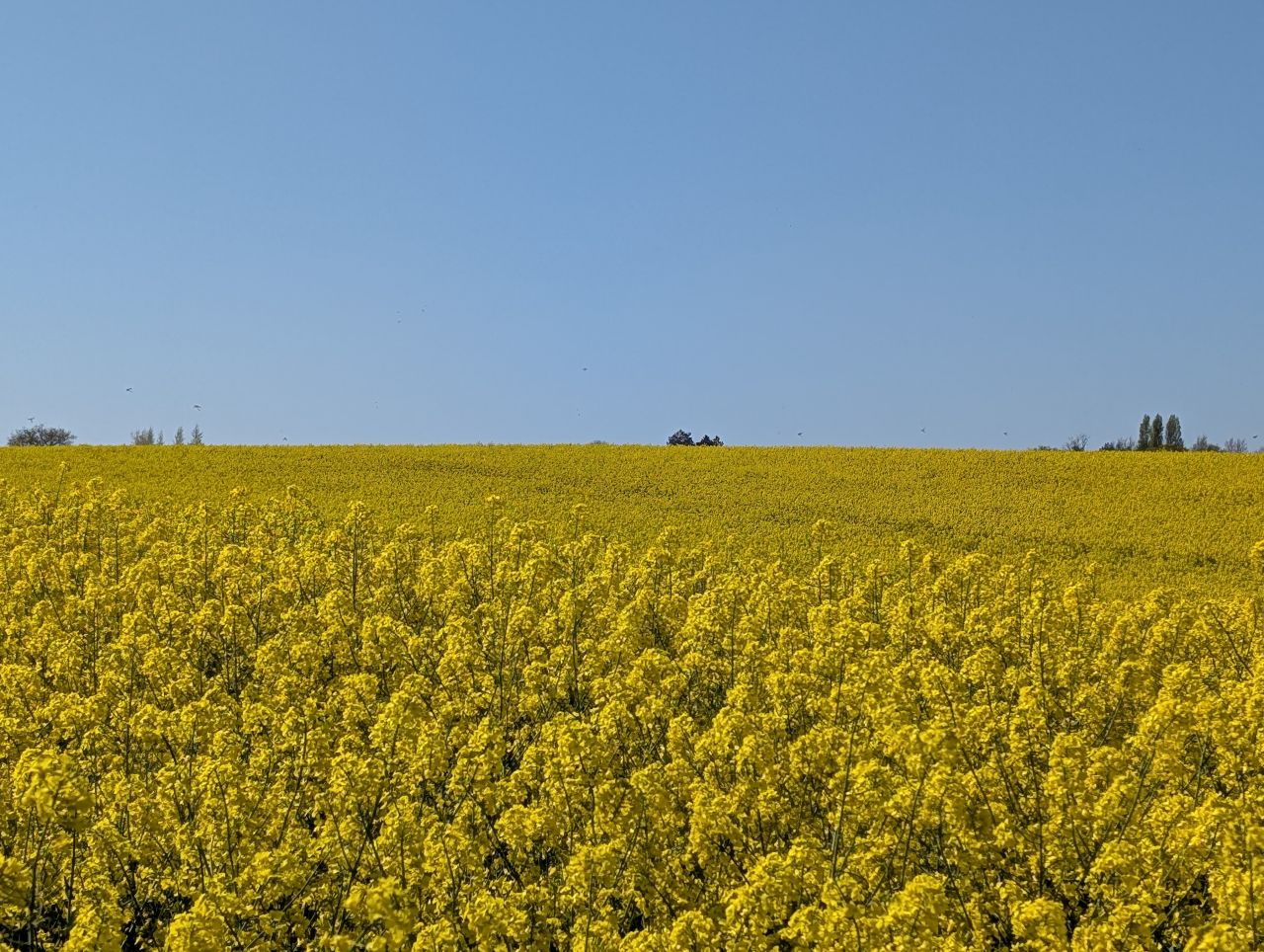 2026-04-22 06 Haddiscoe.jpg