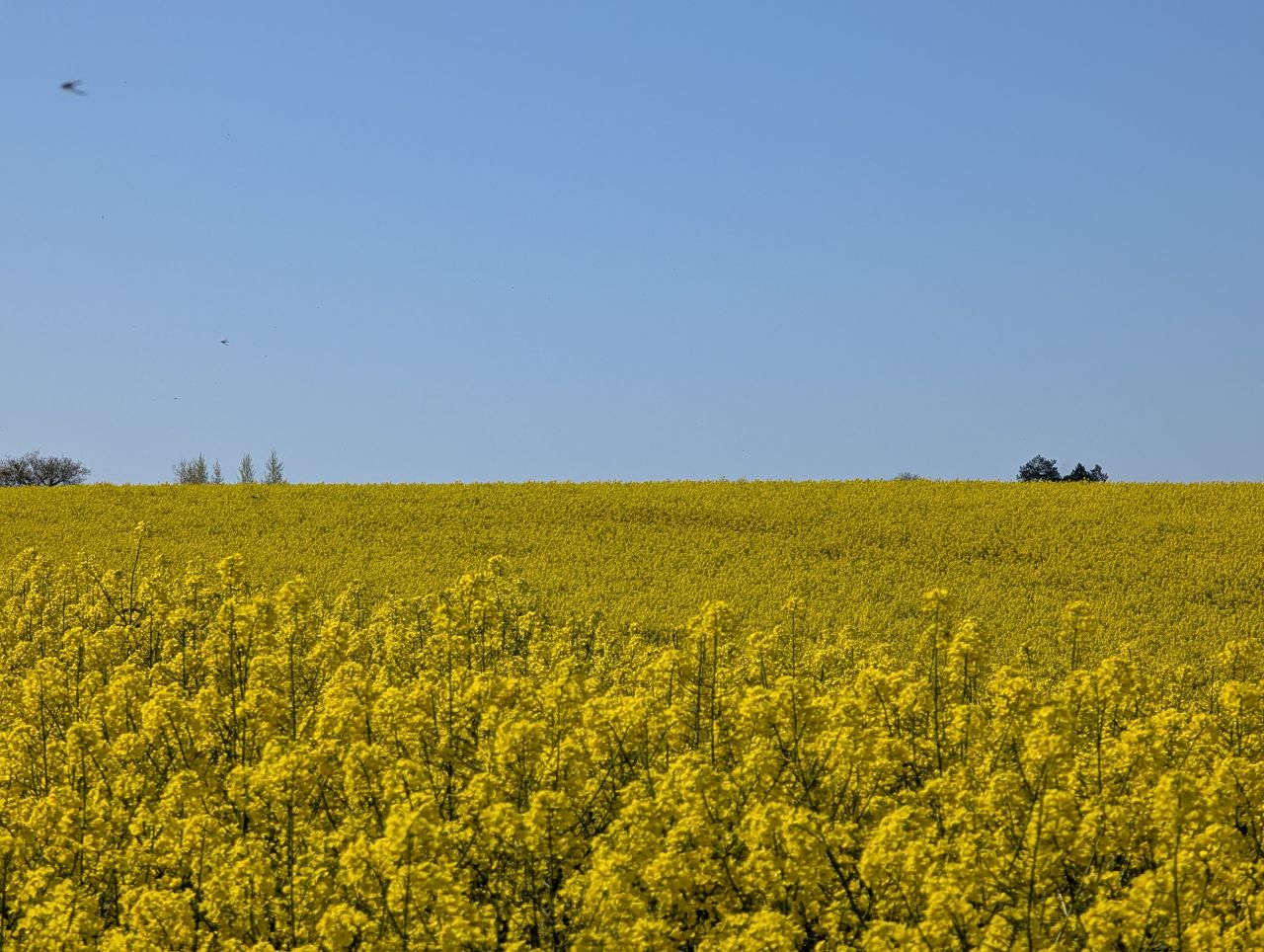 2026-04-22 07 Haddiscoe.jpg