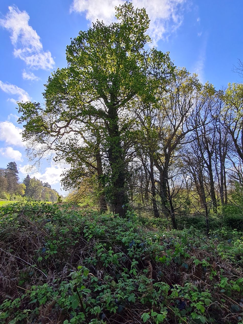 2024-04-18 11 Stansted Park.jpg