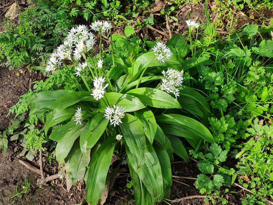 2024-04-18 18 Stansted Park.jpg