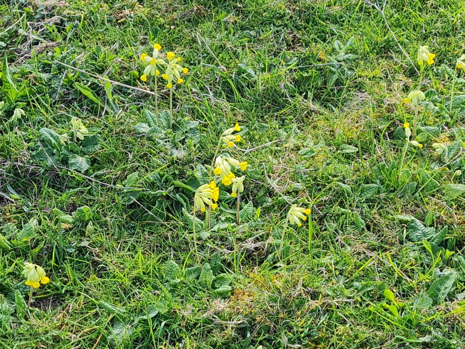 2024-04-18 23 Stansted Park.jpg