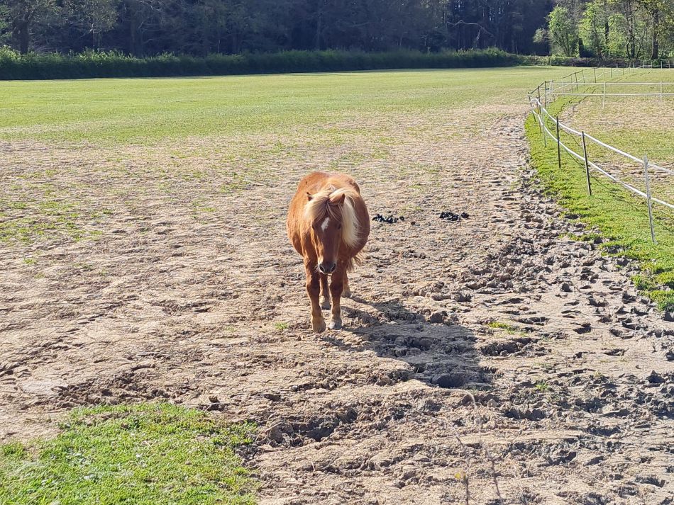 2024-04-18 28 Stansted Park.jpg