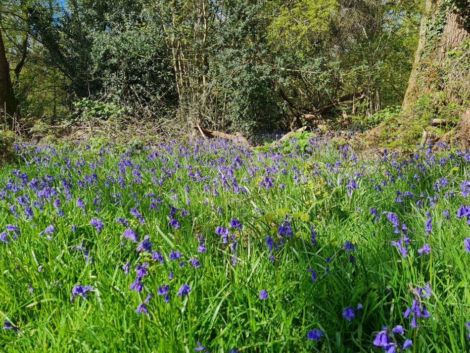 2024-04-18 37 Stansted Park.jpg