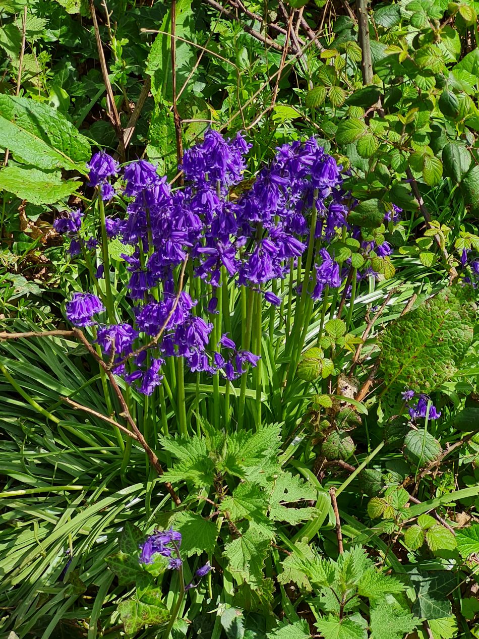 2024-04-18 44 Stansted Park.jpg