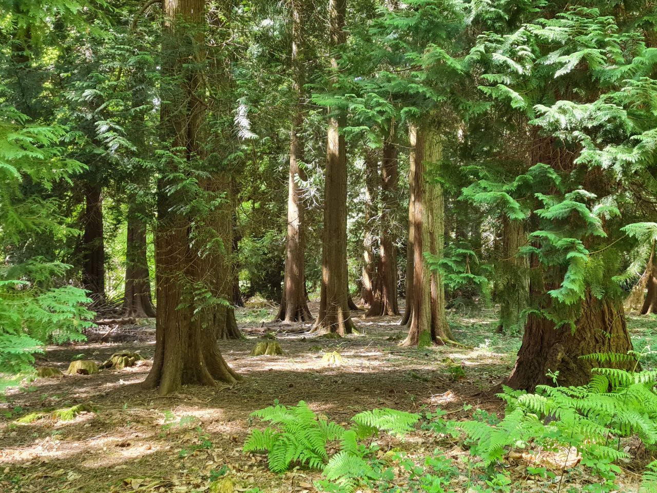 2025-05-15 04 Stansted Park Walk B.jpg